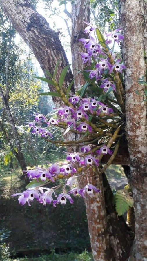 Chacara Da Promessa De Deus Villa Icatuacu Buitenkant foto